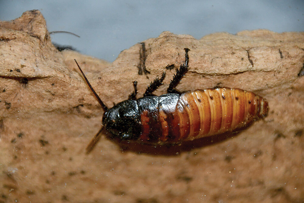 roach2.jpg